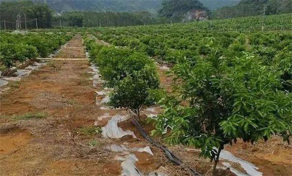 柑橘的土、肥、水管理