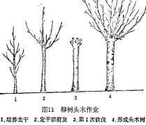 什么是柳樹頭木作業(yè) 怎樣施行？