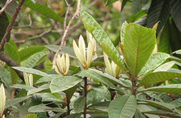 果樹(shù)種植方法