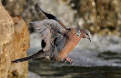斑鳩的種類(lèi)有哪些？