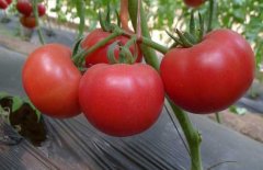 西紅柿常用激素、調(diào)節(jié)劑、微肥、葉面肥