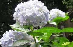 繡球花可以放在室內(nèi)嗎？繡球花適合放在哪里？