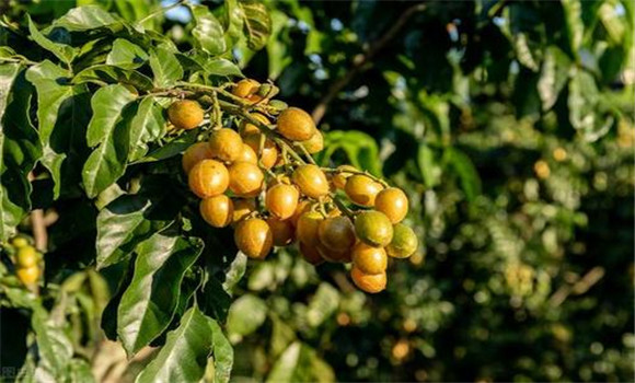 黃皮如何疏花、疏果、保果