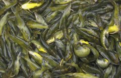 黃顙魚(yú)的市場(chǎng)參考價(jià)格，黃顙魚(yú)的選購(gòu)方法
