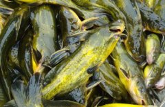 黃顙魚的營養(yǎng)價值、醫(yī)療功效與適宜人群簡介