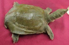 吃甲魚過敏怎么辦，其過敏的原因是什么？