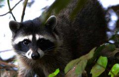 果子貍是幾級保護動物？
