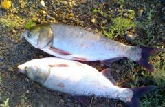 白鰱和鳙魚(yú)的區(qū)別有哪些？