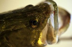 鱖魚品種有哪幾種、各有什么特點(diǎn)？