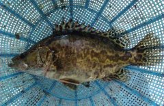 鱖魚和桂魚的區(qū)別是什么，鱖魚的別稱有哪些