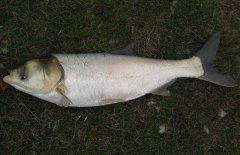鰱魚疾病防治技術(shù)：爛鰓病、四極蟲病、豎鱗病