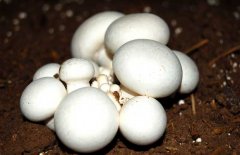 口蘑、香菇、草菇的區(qū)別