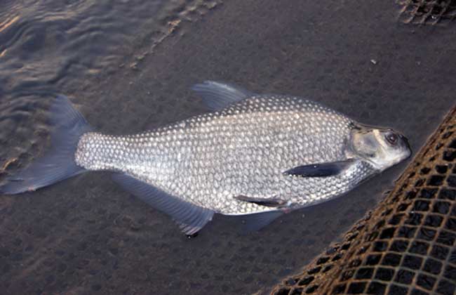 鳊魚(yú)養(yǎng)殖技術(shù)