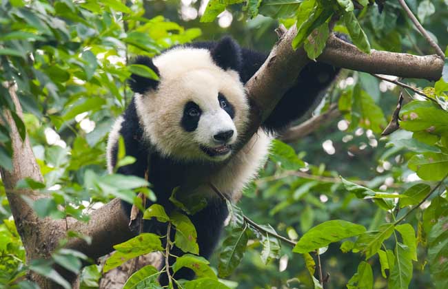 特種動物飼養(yǎng)管理技術
