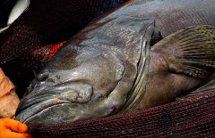 石斑魚是海水魚還是淡水魚 它的產(chǎn)地是哪里？