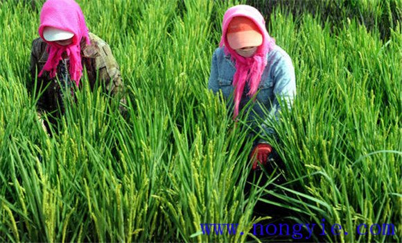 有機(jī)水稻種植技術(shù)要點