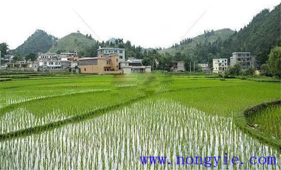 搶茬精播，穩(wěn)過立苗關(guān)