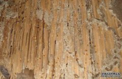白蟻的生活環(huán)境是怎樣的？