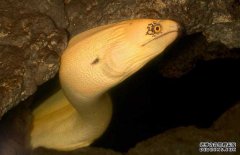 鰻魚(yú)的產(chǎn)地分布、生活習(xí)性與生長(zhǎng)過(guò)程