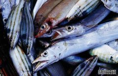 帶魚(yú)有哪幾種，為你介紹地球上帶魚(yú)的七大種類(lèi)