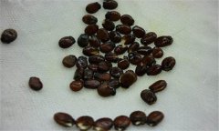 早春大棚西瓜種植之浸種、催芽方法