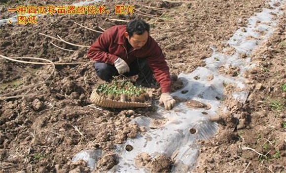 放苗、間苗、補苗