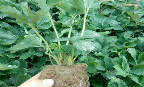 怎樣起草莓苗，如何包裝運(yùn)輸和貯藏