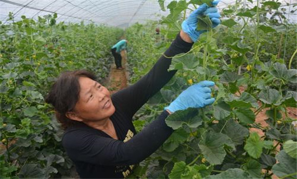 大棚香甜瓜的的整枝、抹叉