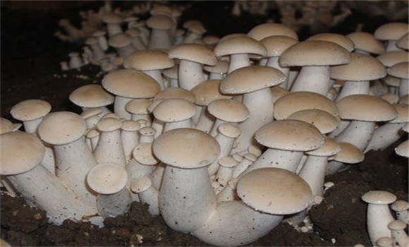 福菇肽有哪些作用，怎樣施用