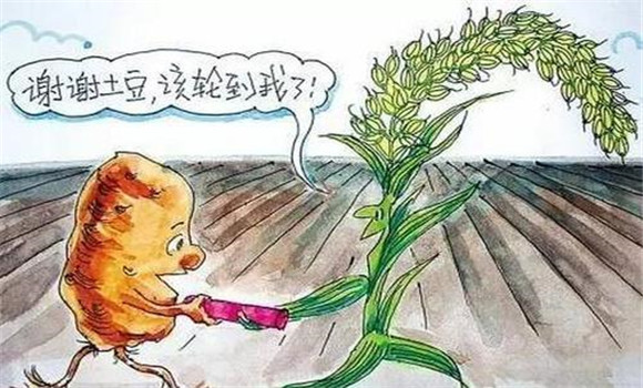 改善栽培制度，合理輪作