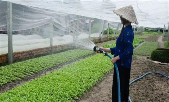 改進灌溉技術，以水化鹽