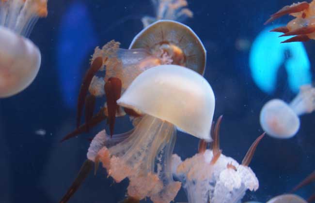 海蜇能蜇死人嗎？
