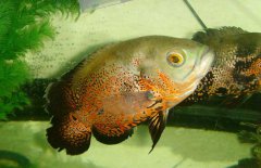 地圖魚吃什么長得快，地圖魚吃什么飼料好？