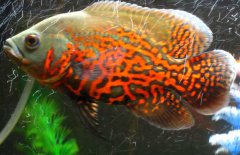 地圖魚到底能長多大、吃什么長得快？