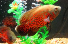地圖魚怎么分公母，其雌雄如何鑒別