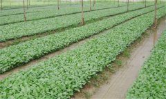 番茄、辣椒和茄子的育苗技術(shù)有什么不同之處