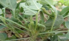 菜螟在什么條件下發(fā)生嚴重，菜螟怎樣防治