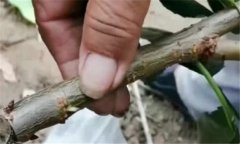 果樹靠接法嫁接方法、技術(shù)特點(diǎn)與方法、步驟