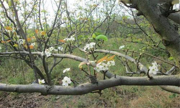 成年果樹夏、秋季開花的原因