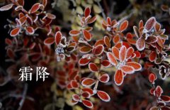 霜降的節(jié)氣由來，介紹關(guān)于霜降節(jié)氣的民間風俗