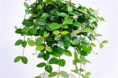 適合吊盆栽植的花卉有哪些，吊盆植物有哪些？