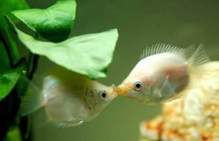 接吻魚好不好養(yǎng)殖，接吻魚怎么養(yǎng)才好？