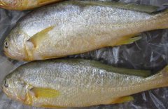 黃花魚能人工養(yǎng)殖嗎？