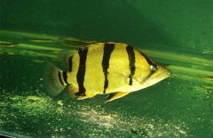 虎魚和什么魚混養(yǎng)，虎魚混養(yǎng)注意事項