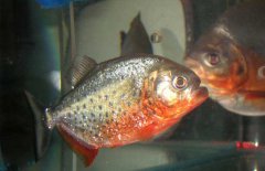 水虎魚怎么養(yǎng)，水虎魚的養(yǎng)殖方法