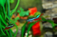 紅綠燈魚(yú)吃什么食物？紅綠燈魚(yú)怎么養(yǎng)殖好