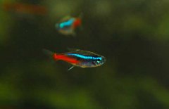 霓虹燈魚(yú)怎么養(yǎng)？霓虹燈魚(yú)形態(tài)特征