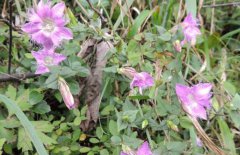 龍膽草產(chǎn)地在哪里、有幾個品種 對生長環(huán)境要求