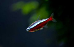 寶蓮燈魚怎么養(yǎng)？寶蓮燈魚形態(tài)特征