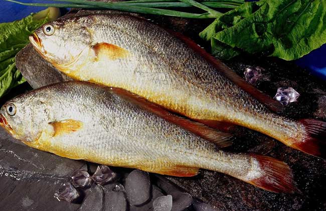 常見(jiàn)的海魚有哪些